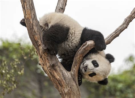 China: panda country in Sichuan - Telegraph