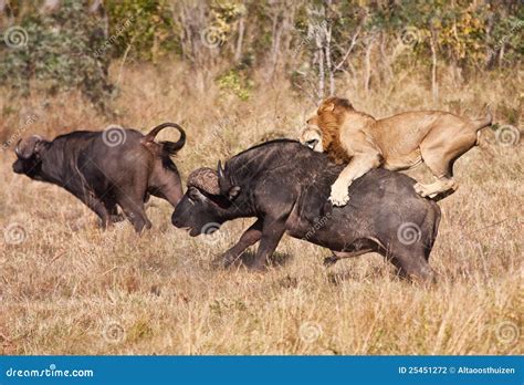 Male Lion Attack Huge Buffalo Bull Stock Photo - Image of catch, attacking: 25451272