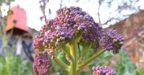 Its Time to Harvest the Purple Sprouting Broccoli! (Part 2) | Grow Your ...