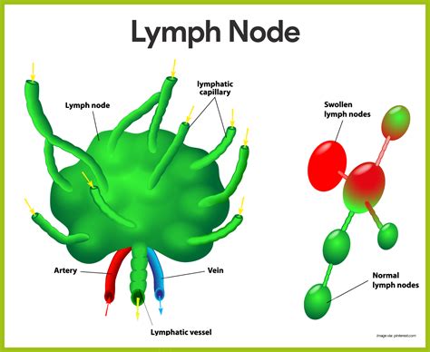 Human Lymph Nodes Diagram