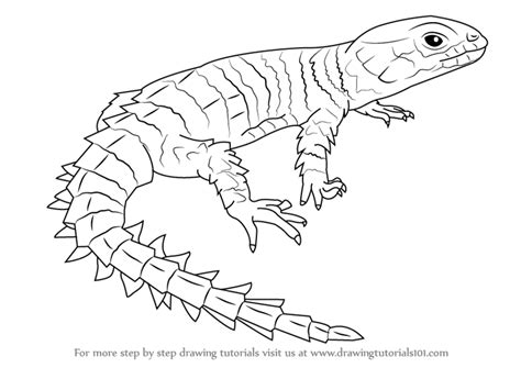Learn How to Draw an Armadillo Girdled Lizard (Reptiles) Step by Step ...