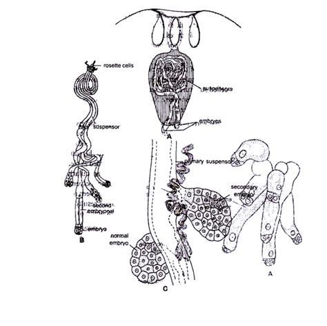 Polyembryony - W3schools