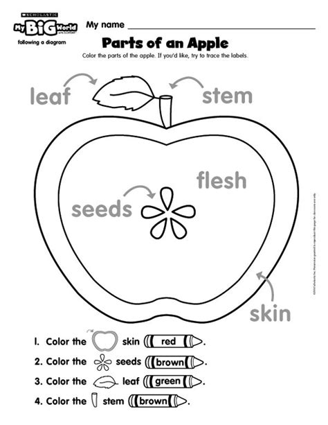 Free Printable Apple Tree Life Cycle Worksheet - Printable Word Searches