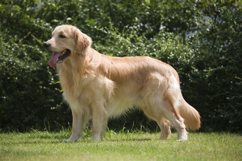 The Ultimate Guide to Golden Retrievers: Everything You Need to Know - All Big Dog Breeds