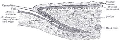 Integumentary System Histology Illustrations - Nail (labels ...