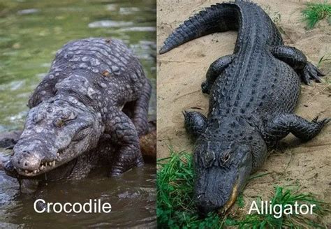 8 Important Difference Between Alligator and Crocodile with Similarities | Animal Differences