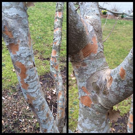 Flaking Bark On Kousa Dogwood Archives - Garden Answers