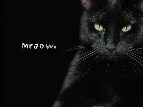 Black Cat Wallpapers - Wallpaper Cave