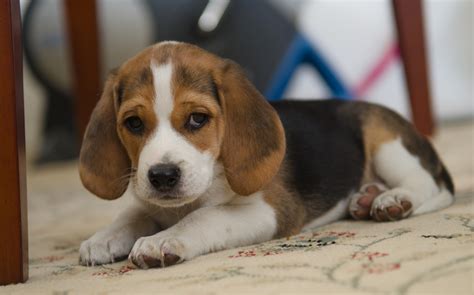 Cute Beagle Puppy Hd Wallpaper