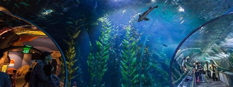 Aquarium of the Bay Tickets - San Francisco, CA