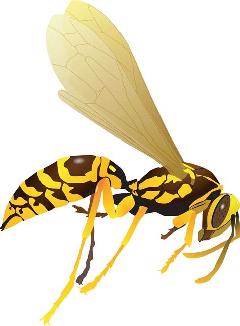Wasp type clipart 20 free Cliparts | Download images on Clipground 2023