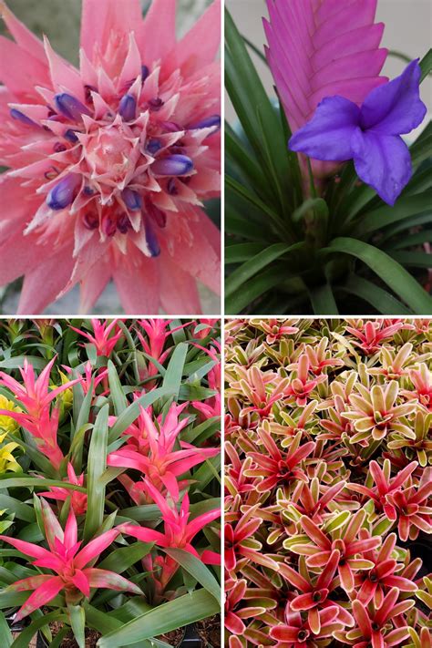 How to Grow and Care for Bromeliads: The Ultimate Guide