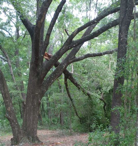 How To Prepare for Florida Hurricane Season - Florida Lives