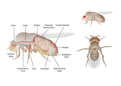 Fruit Fly Anatomy Photograph By Joe Brock Research Illustration | My ...