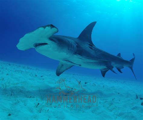 What is a Hammerhead Shark? - Hammerhead Shark