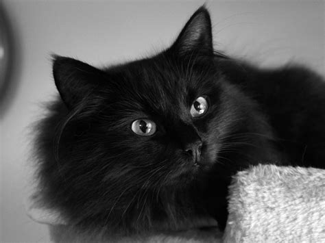 Black Cat Wallpaper - Cute Black Fluffy Cat - 1600x1200 Wallpaper ...