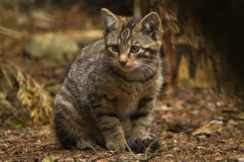 See adorable Scottish wildcat kittens which are key to species survival