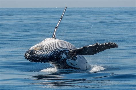 Whales 9 Whale Watching Bundaberg Lady Musgrave Experience Great ...