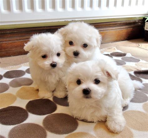 Maltese Puppies For Sale | Michigan City, IN #251266