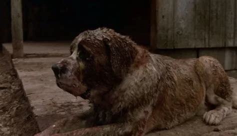 What Breed of Dog Was Cujo? Famous Movie Character Facts – Dogster