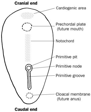 Topic 8: Gastrulation, the epiblast fate map Flashcards | Quizlet