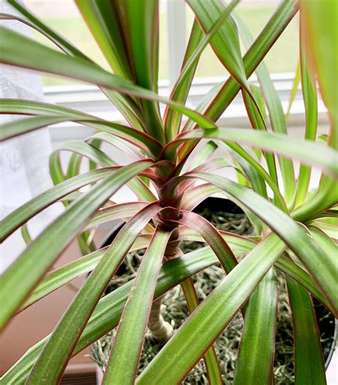 How to Care for and Propagate Dracaena Marginata | Sprouts and Stems