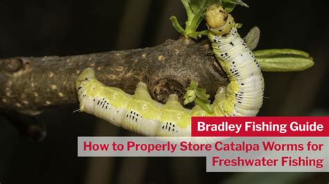 How to Properly Store Catalpa Worms for Freshwater Fishing - Bradley ...