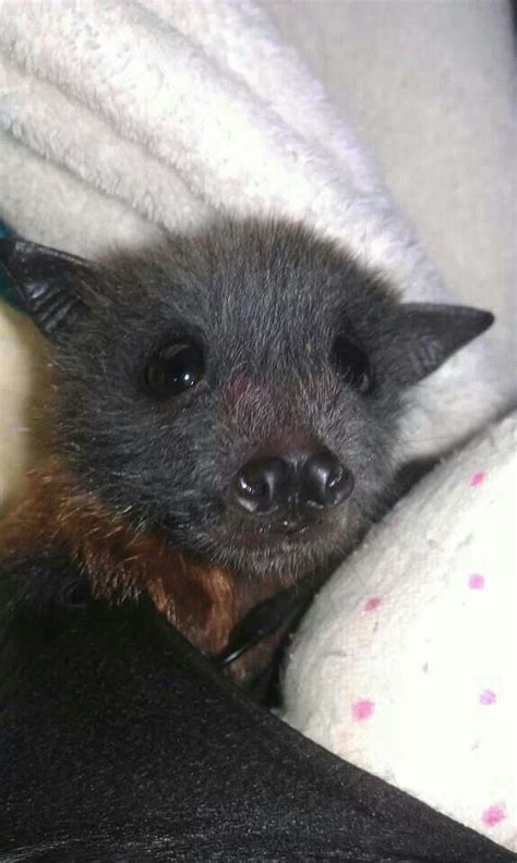 This is a gray bat. In 1976, the gray bat was put on the Endangered ...