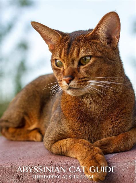 Abyssinian cat personality means that they like to sit up high and watch the world go by Popular ...