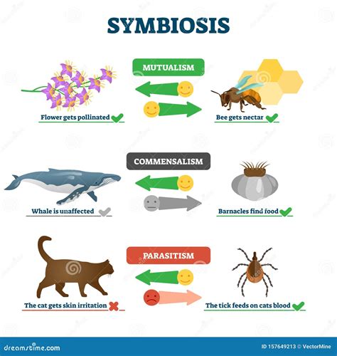 Simbiosis