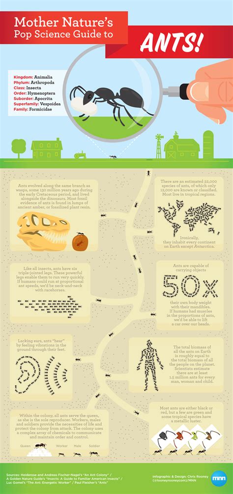 All About Ants - iNFOGRAPHiCs MANiA