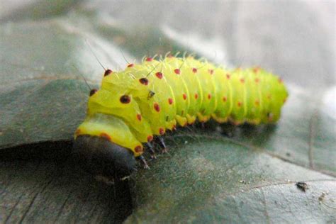 Luna Moth Facts: Luna Moth Pictures and Information: Discover One Of The Largest Moths Of North ...