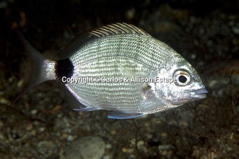 Spottail pinfish ~ Everything You Need to Know with Photos | Videos