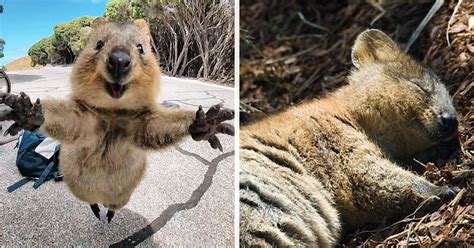 Quokkas Are The Happiest Animals In The World | Cute animals with funny ...