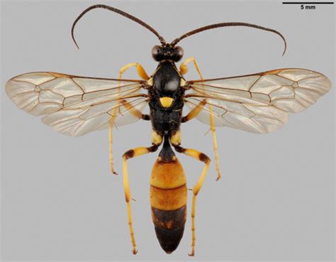 Ichneumonid Wasps (Family Ichneumonidae) · iNaturalist