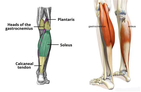 Sports Performance Bulletin - Muscles and tendons - Calf strain: what all athletes should know ...