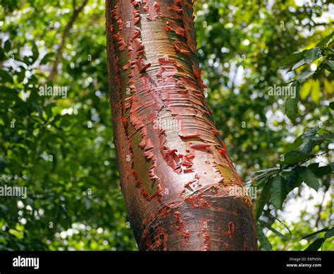 Gumbo-limbo tree with red bark and peeling Stock Photo - Alamy