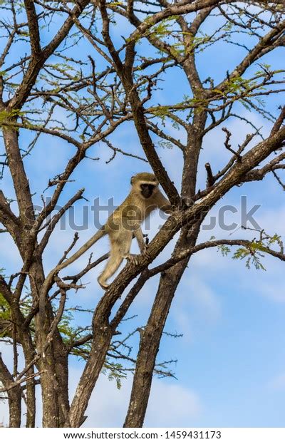 Blue Balls Monkey South Africa Safari Stock Photo 1459431173 | Shutterstock