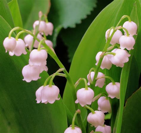 Convallaria majalis 'Rosea' - SeedScape