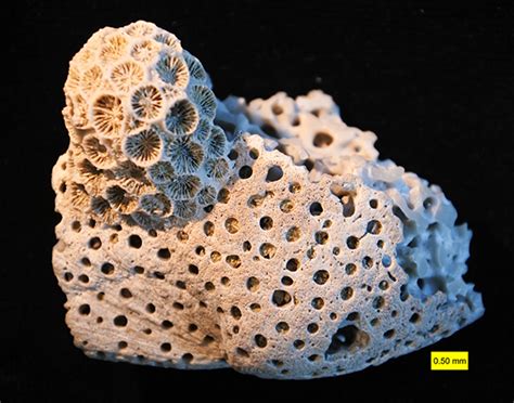 Wooster’s Fossil of the Week: A Recent Sponge Boring from South ...