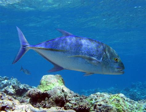 Free photo: Bluefin Trevally - Animal, Blue, Fish - Free Download - Jooinn