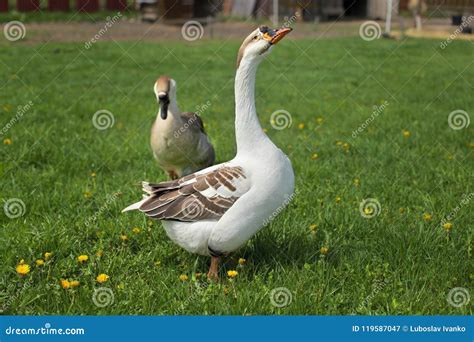 3,281 Gander Goose Stock Photos - Free & Royalty-Free Stock Photos from Dreamstime