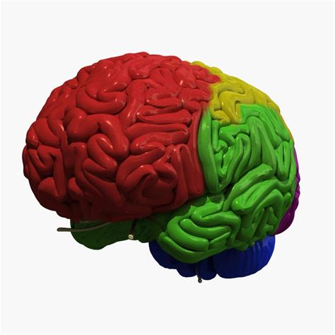 Human Brain Regions - 3D Model by dcbittorf