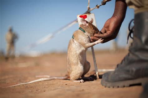 A rat’s world, 2014 | A harnessed rat training on a speciall… | Flickr