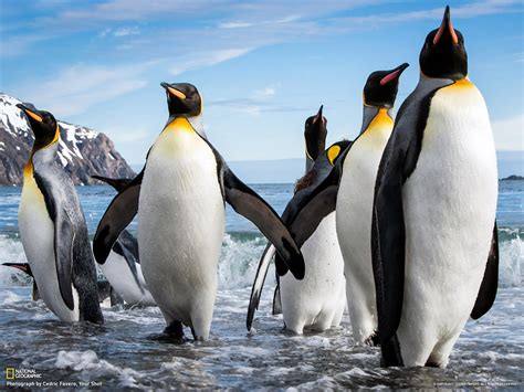 Rey pingüinos Georgia del sur isla-National Geographic foto fondo de pantalla Avance ...