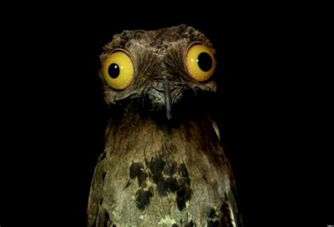 Potoo Funny Bird Wallpaper | High Definitions Wallpapers