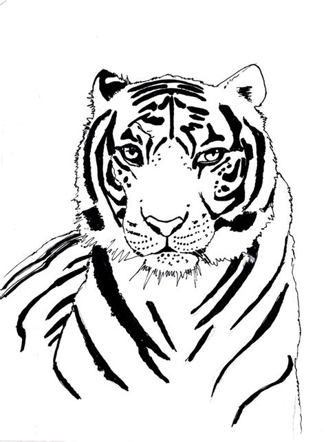 Tiger Line Drawing at GetDrawings | Free download