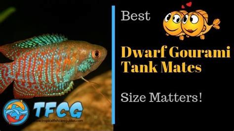 Size Matters: Your Ultimate Guide To The Best Dwarf Gourami Tank Mates