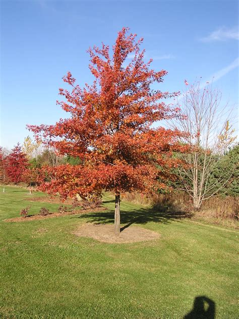 northern pin oak - Redwood Falls Nursery