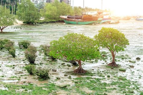 Premium Photo | Plants and fishing boat on the beach, zhanjiang, china.